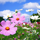 コスモス